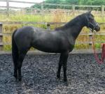Pretty Significant yearling filly out of TB mare
