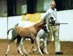 Goodenbergh Sovereign  BEF Higher First Premium Showjumping foal
