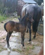filly out Of 16 h mare It's Only Holly
