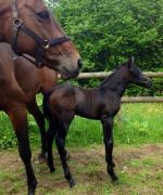 Filly ex TB mare
