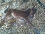 First foal to Raphael born in Italy 2009
