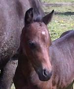 Filly out of Cringle Funfare 9 days old
