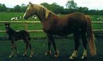 partbred welsh foal 10 days old
