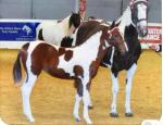 Willowsway fifth Avenue Reserve Foal Futurity Champion CHAPS Champs Show
