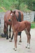 Laureate 4 week old filly out of TB mare
