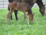 Colt foal Leander Royale aged 7 days out of TB mare
