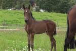 2 week old filly
