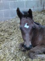 Charlie the first foal just a few hours old
