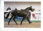 Silouette Dancer 2 year old

