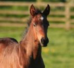 filly 4 weeks old
