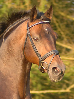 Aimbry Chester Warmblood Dressage Stallion At Stud