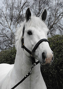 Irish Mist Class 1 Irish Draught Bred in Ireland Stallion at stud at End House Stud Farm and Equine AI Centre