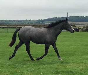 yearling out of TB mare 