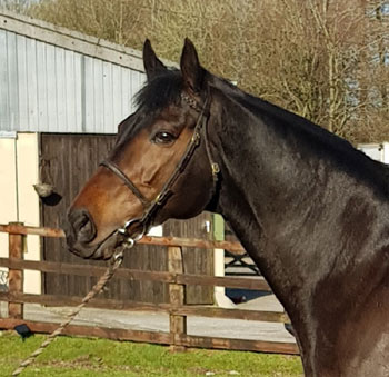 Mixology (IRE) Thoroughbred Stallion at stud at End House Stud Farm