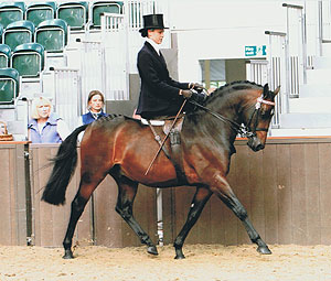 Thursden Vallye Raphael Dressage and Showing Pony Stallion at stud